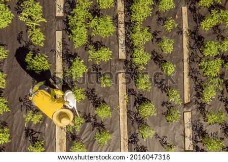 A young girl in a straw hat is standing in the middle of her beautiful green garden, covered in black garden membrane, view from above. A woman gardener is watering the plants with watering can Royalty-Free Stock Photo #2016047318
