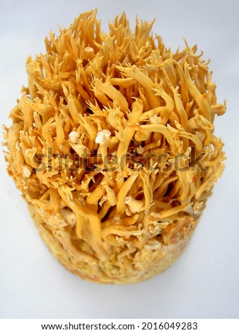 background dry dried Cordyceps militaris vegetable wasps and plant worms

