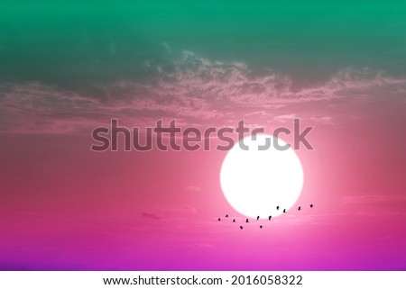 close up to sunset on the evening purple pastel cloud on the sky and silhouette birds flying to home