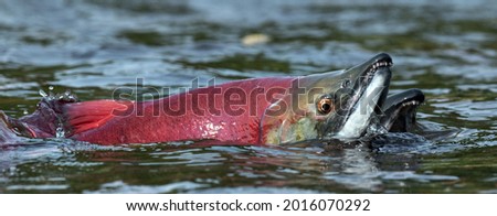 Sockeye Salmon in the river. Red spawning sockeye salmon in a shallow stream. Sockeye Salmon swimming and spawning. Scientific name: Oncorhynchus nerka Royalty-Free Stock Photo #2016070292