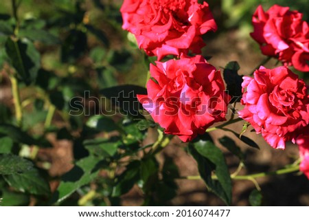 Photo rose flower isolated on the natural blurred background. Closeup. For design, texture, background. Nature.
