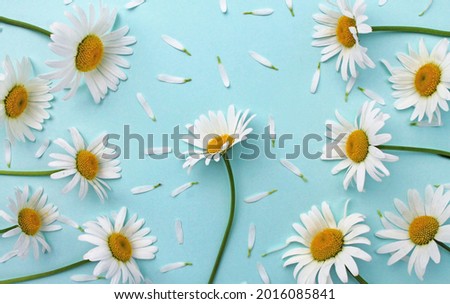 White chamomiles daisies on a light pastel blue background. Beautiful floral pattern. Close-up