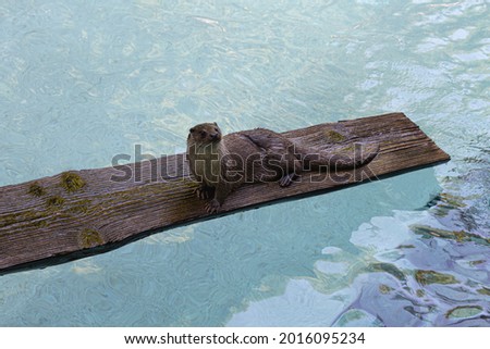 Young otter installed on the diving board waiting for its daily food