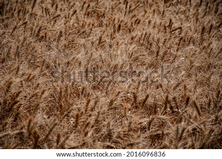 endless wheat field with golden ears waving in a light breeze