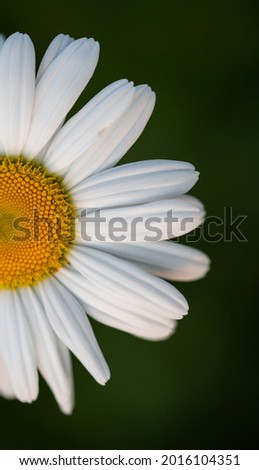 close up on a daisy flower