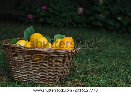 Lemons in a basket against a background of greenery. Advertising for lemon juice, fruits and citrus fruits. Vegan food.
