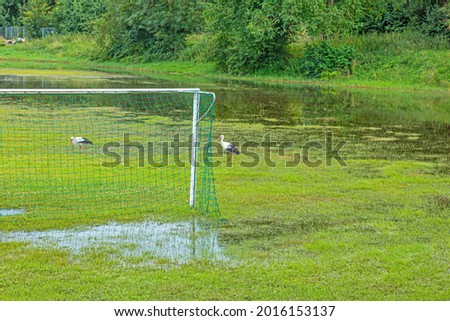 Picture of a flooded soccer field after heavy rain with patrolling storks looking for food during daytime