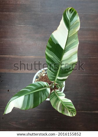 Banana Musa colorful, beautiful, rare and expensive. Thailand is called Florida spotted banana. Popular with people who like exotic plants. Royalty-Free Stock Photo #2016155852