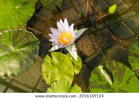 white water lily flower on the water