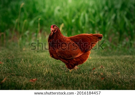 Buckeye chicken standing in the grass near a corn field Royalty-Free Stock Photo #2016184457