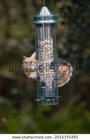 Naughty squirrel bandit climbs bird feeder to steal bird seed