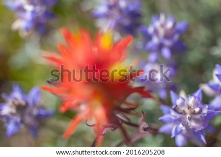 Wildflowers, Ansel Adams Wilderness, California