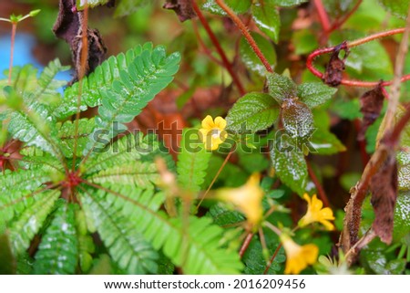 A medicinal plant called biophytum sensitivium.Also known as little tree plant.And called as mukkutti in malayalam.