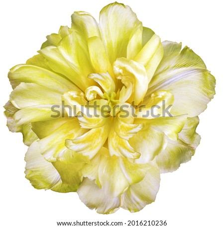 Yellow tulip flower  on white isolated background with clipping path. Closeup. For design. Nature. 