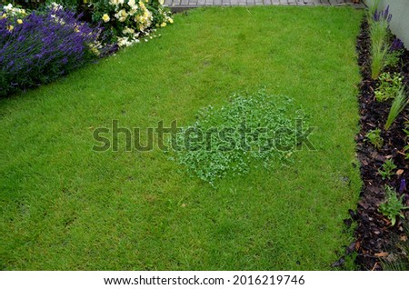 Combating dicotyledonous weeds in the lawn means using herbicides. if you want to have a single-species lawn without clover stain bearings