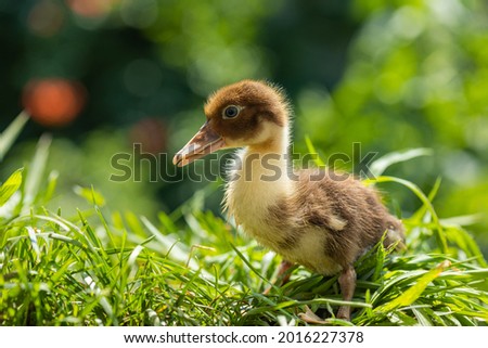Little ducklings in green grass on a sunny day domestic farm birds