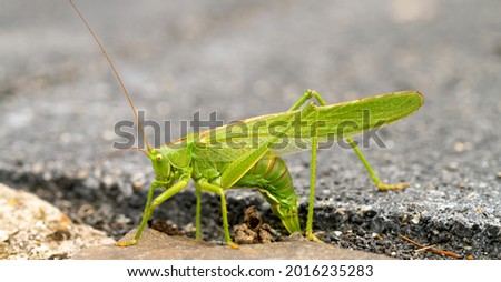 Big green hay horse laying eggs. Female Nymph of a great green bush cricket sitting on leaf. long horned grasshoppers insect Scientific Tettigonia viridissima. large species of katydid or bush-cricket Royalty-Free Stock Photo #2016235283
