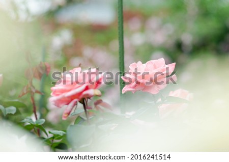 ROSE( Pink Rose ) Indicates more romantic than anything, beautiful, gentle, gentle, it is like a sweet love blossoming. or may mean reward and encouragement