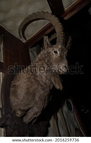 Stuffed goat head in the dark