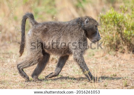 Male Chacma Baboon on the Move