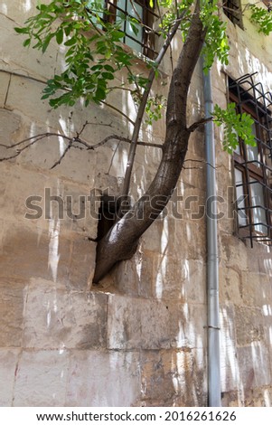A tree preserved by opening a window in a historical building. love of nature conservation in historical texture