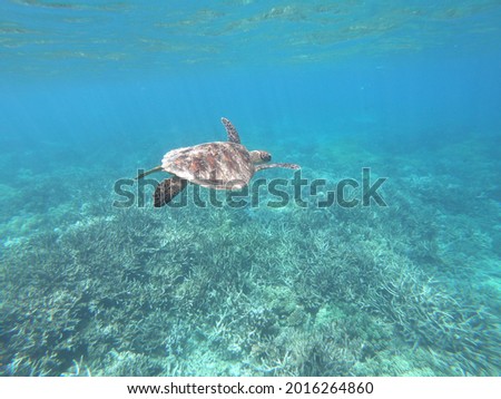 Sea turtle swimming in the blue ocean
