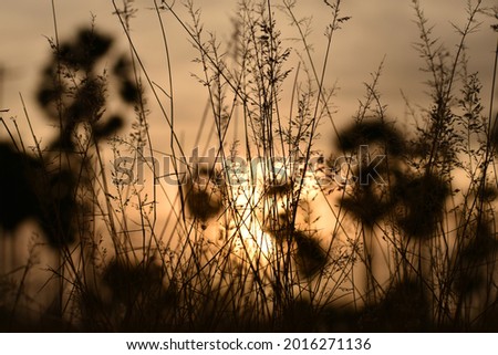 A silhouette picture of grass against sun