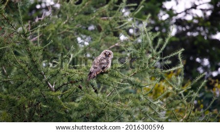 Long eared owls in the woodland canopy