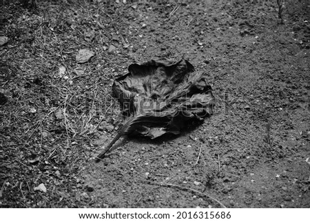 A withered leaf on the ground in a garden near Moscow