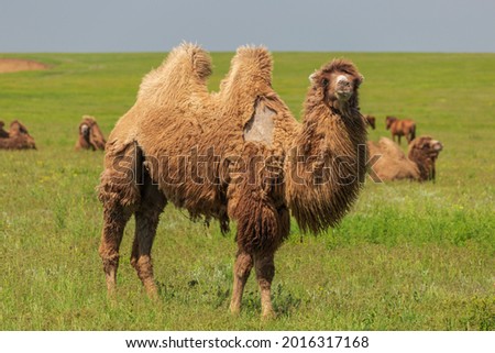The two-humped camel or bactrian camel in the green Kalmyk steppe near lake Manych-Gudilo. Royalty-Free Stock Photo #2016317168