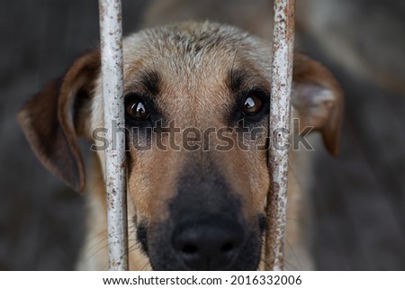 Portrait of a dog with a very sad look causing pity close-up behind the rusty and dirty grid of the cage. A sad animal in a dog shelter or shelter for homeless animals Royalty-Free Stock Photo #2016332006