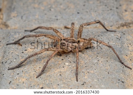 Large wolf spider (Hogna radiata) Royalty-Free Stock Photo #2016337430