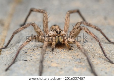 Large wolf spider (Hogna radiata) Royalty-Free Stock Photo #2016337457