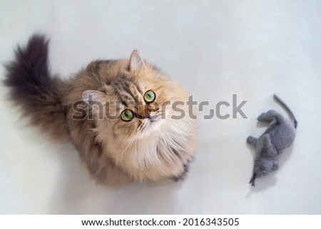 Top view of cute happy british longhair chinchilla persian kitten cat standing next mouse doll and looking up at camera owner and asking for pet food prize in the morning with copy space.
 Royalty-Free Stock Photo #2016343505