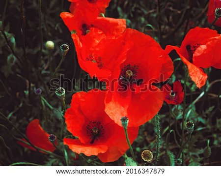 Red poppies flowers with selective focus