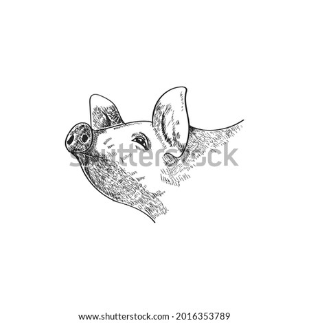 pig's head hand drawing. classic theme pig head vector illustration