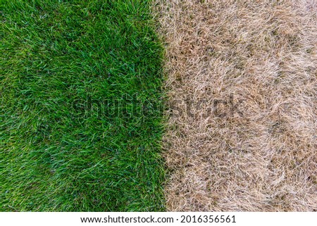 Green grass and Dry grass Royalty-Free Stock Photo #2016356561