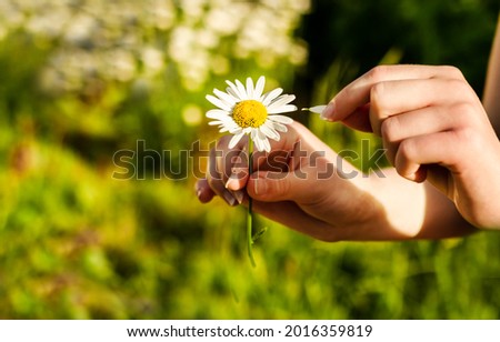 A woman's hand plucks the petals of a chamomile, whether she loves me or not. Hands tear off a petal from a daisy on a green background of nature, top view.