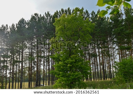 tree on the background of a pine forest