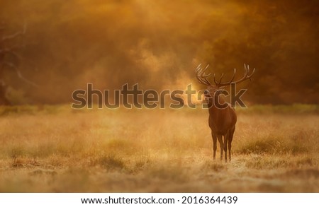 Close up of a Red Deer calling during rutting season at sunrise, UK. Royalty-Free Stock Photo #2016364439