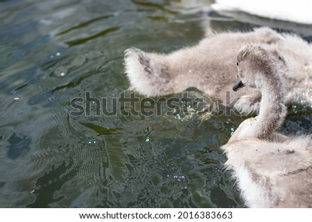 a swan couple lives by a small pond in a park with  their two offspring