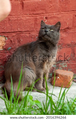 portrait of a black cat in the yard of a private house