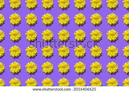Pattern from yellow chrysanthemum flowers on purple background. Summer, spring or holiday floral concept. Banner. Design for wrapping paper, fabrics, cards. Seamless pattern for wallpaper, texture