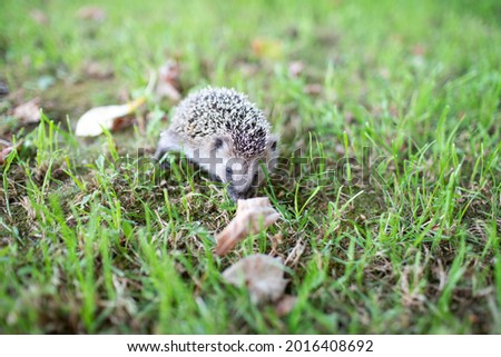 
A hedgehog is sitting in the grass.