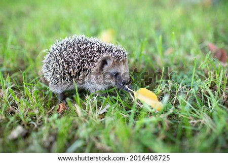
A hedgehog is sitting in the grass.