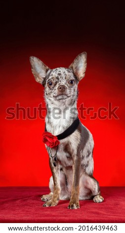 Chihuahua with with red flower on it's collar is sitting on red background. Vertical image 16:9.