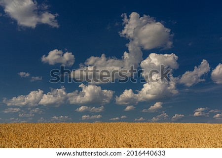 summer landscape with cumulus clouds and a yellow field of mature wheat harvest season