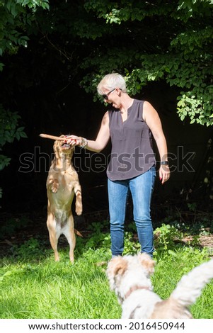 Handsome woman Plays with her Happy Golden labrador Retriever Dog on the Backyard Lawn. Woman Has Fun with Loyal Pedigree Dog Outdoors in Summer House Backyard. High quality photo