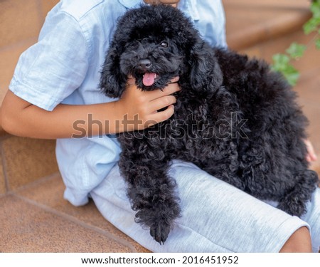 Black toy poodle sits in the boy's arms. Cute picture of little puppy .