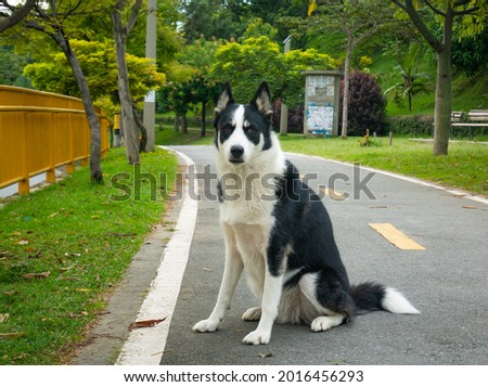 Mongrel Border Collie Dog is Looking at the Camera in the Public Park in Medellin, Colombia